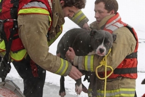 Спасенные животные ( 30 фото)