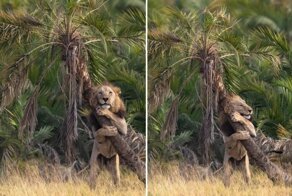 Фотограф запечатлел необычный момент, когда лев обнимал дерево в Кении