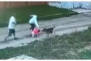 В Татарстане овчарка неожиданно набросилась на девочку