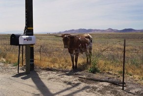 Книга "Животные, которые видели меня" (12 фото)