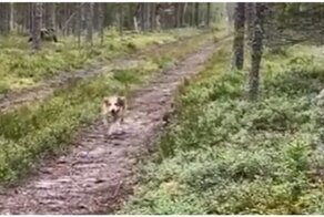 Заяц перехитрил преследующего его пса