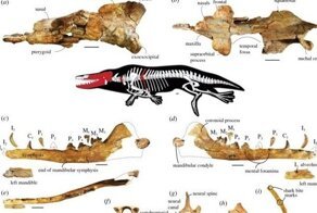Археологи показали, как выглядел четырёхлапый кит, живший миллионы лет назад