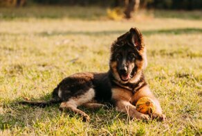 Причины падения: что делать, если у щенка упали уши?