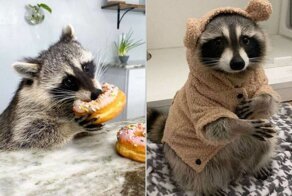 19 очаровательных примеров того, что еноты ― самые хитрые животные