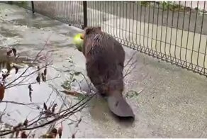 Очень хозяйственный бобр