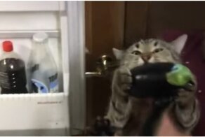Кот, который обожает баклажаны