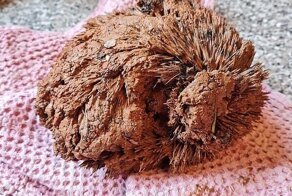 На стройке нашли зверька, который был полностью покрыт глиной