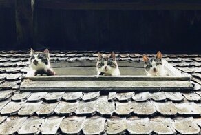 Очень красивые котики