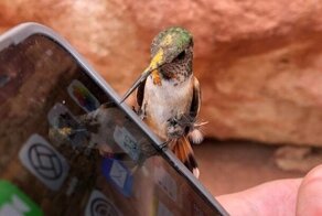 15 случаев, когда животные вдруг оказывались в самых неочевидных местах