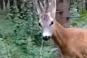 Мужчина решил покормить косулю с рук и пожалел об этом
