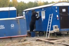 Медведь заявился в дом жителей Красноярского края, как в свою берлогу