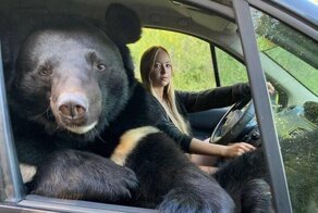 Модель из Новосибирска прокатила медведя на переднем сиденье
