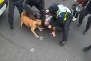 Британский полицейский спустил собаку на протестующего