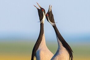 Пернатые красавцы: лучшие фото птиц с конкурса The Bird Photographer