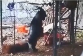 С этим козлом точно что-то не так