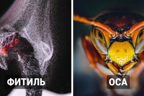 Макрофотографии, которые покажут, каким удивительным бывает мир, если взглянуть на него поближе