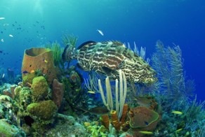 Вся красота подводного мира (100 фото)