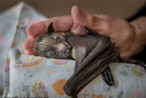 14 лучших фото дикой природы по версии Wildlife Photographer of the Year