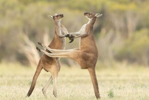 Самый смешной конкурс фотографов-анималистов объявил победителей