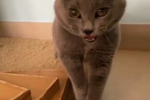 Отличный кавер из возмущений серого кота