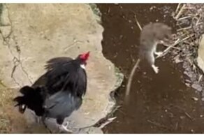 Не стоит недооценивать петухов