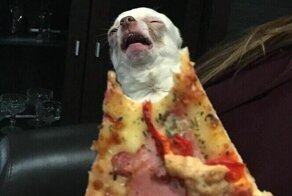 Какие чудики! 20+ нелепых и странных фото животных