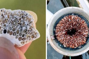 30 фото, которые напугают людей с трипофобией