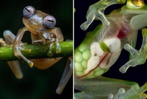Удивительные фото и факты о стеклянных лягушках, у которых все внутри видно