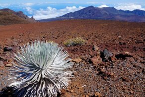 Этот кустарник растет на застывшей лаве. Его семечки очень вкусны, но стоят дороже черной икры