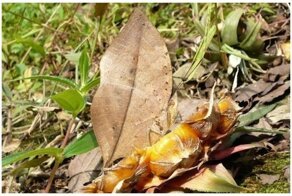 25 природных мастеров максировки: их найдут только самые внимательные