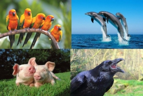 Самые умные существа на планете (9 фото)