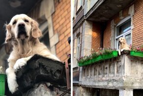 Милый пёс просто сидел на балконе, а стал главной достопримечательностью Гданьска