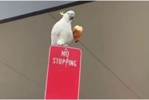 Попугай наслаждается украденным круассаном