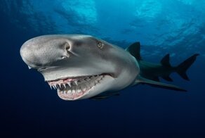 14 лучших снимков океана по версии Ocean Photography Awards
