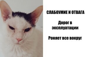 Ироничный обзоров на кошек
