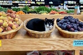 Котейки, которые нагло оккупировали магазины - и не собираются уходить