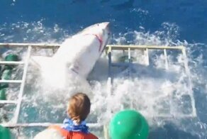 Белая акула проникла в защитную клетку, сильно напугав дайвера