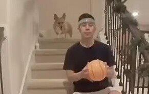 Корги тоже любят играть в баскетбол: удивительно меткий пес по кличке Лило