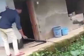 Змеелов схватил кобру за хвост и чуть не пожалел об этом