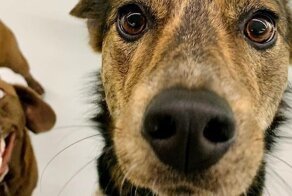 Один питомец хорошо, а два — еще лучше