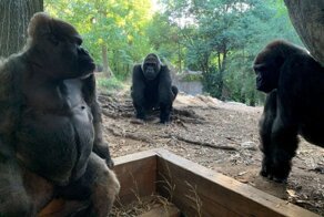 13 горилл заразились коронавирусом в американском зоопарке