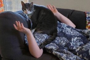 15 котов, которые давно дали понять владельцам, кто в доме хозяин