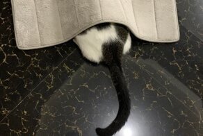 Домашние животные, которые неудачно спрятались