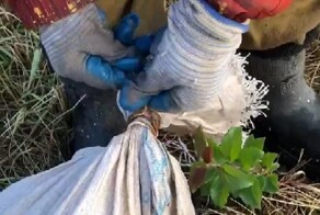 В Башкирии. Что будет дальше - непонятно. Пес в мешке