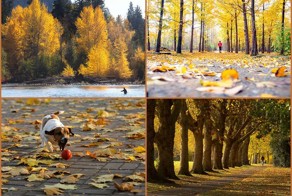 Осенние краски (27 фото)