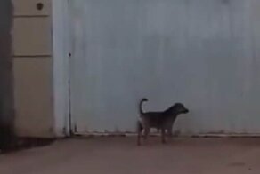 Собака, которая привыкла рассчитывать только на себя