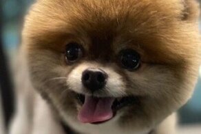 17 собак, которые здорово преобразились после стрижки