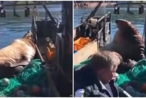 Грозный морской лев и рыбаки