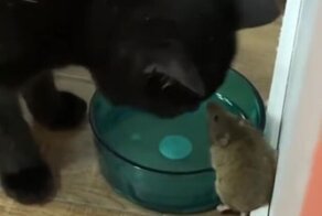 Котяра подружился с мышью, которая должна была стать его обедом