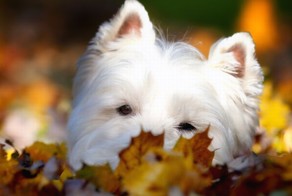 Собачки играются в листьях (41 фото)